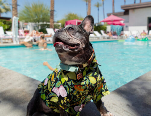 The Paloma Resort: Where Pets Stay in Style!